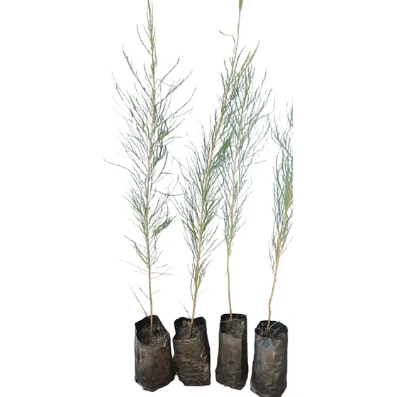 Casuarinas - Árbol De 60 Cm, 100 Unidades Disponibles