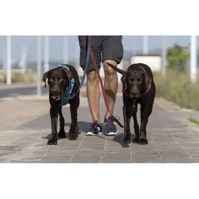 Passeador De Cães Em Boituva-sp