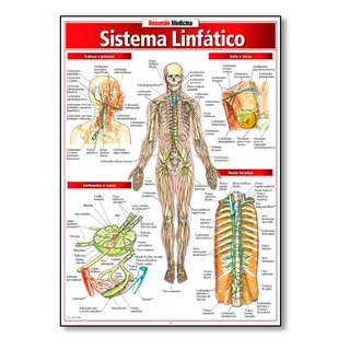 Resumao - Sistema Linfatico Resumao - Sistema Linfatico