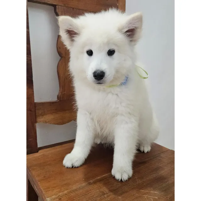 Cachorros Samoyedo Hembras Y Machos