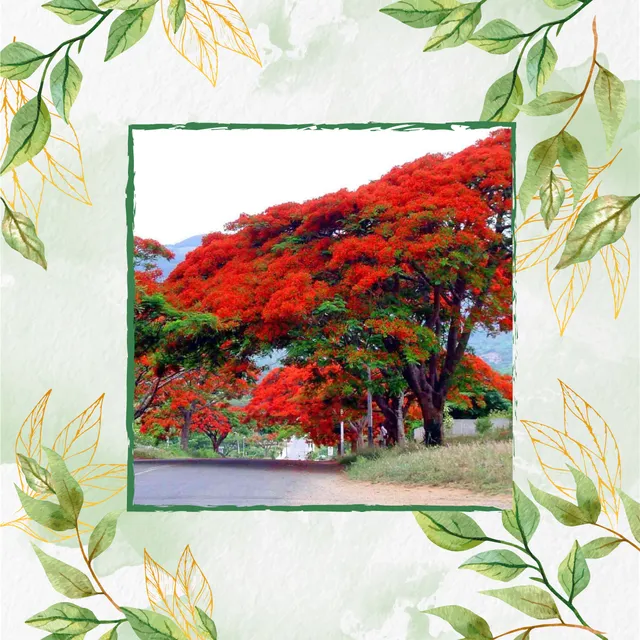 10 Semillas De Árbol Acacia Roja