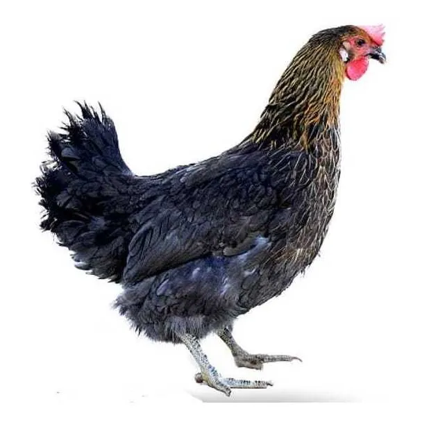 Gallina Criolla Ponedora Huevo Verde Azul 80% Inproagro 