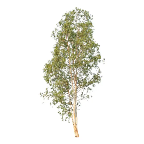 Árbol Eucalipto Colorado Pack 5 Unidades