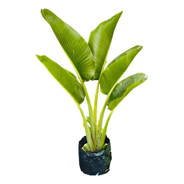 Palma De Viajero - Palma Strelitzia Nicolai
