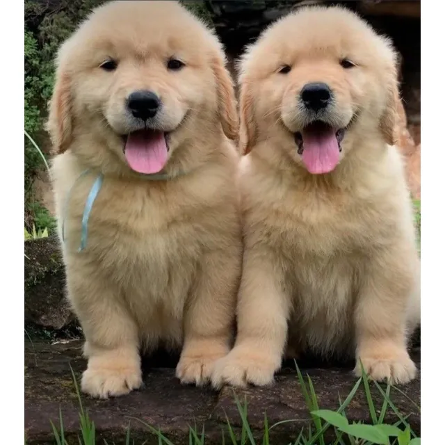Golden Retriever Con Pedigree Internacional Aekc