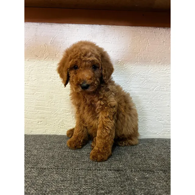 French Poodle Gigante