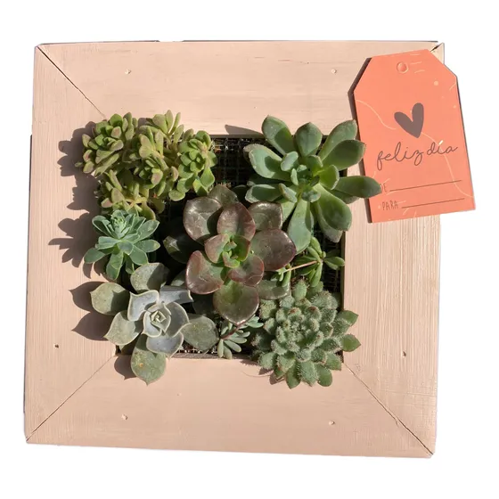 Cuadro Vivo Con Plantas Naturales Para Colgar 20x20