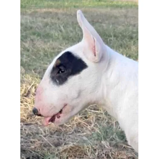 Bull Terrier Cachorros Exelente  Pedigree Blancos Pirata