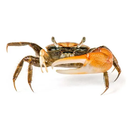 Mini Caranguejo Marinho Adaptável Água Doce / Água Salgada