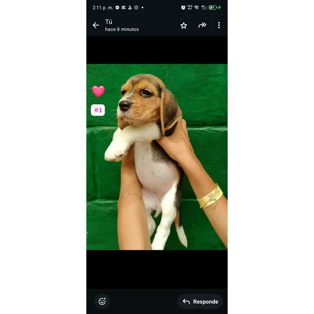 Beagles Cachorros *oferte Si Va A Comprar, Leer Descripcion