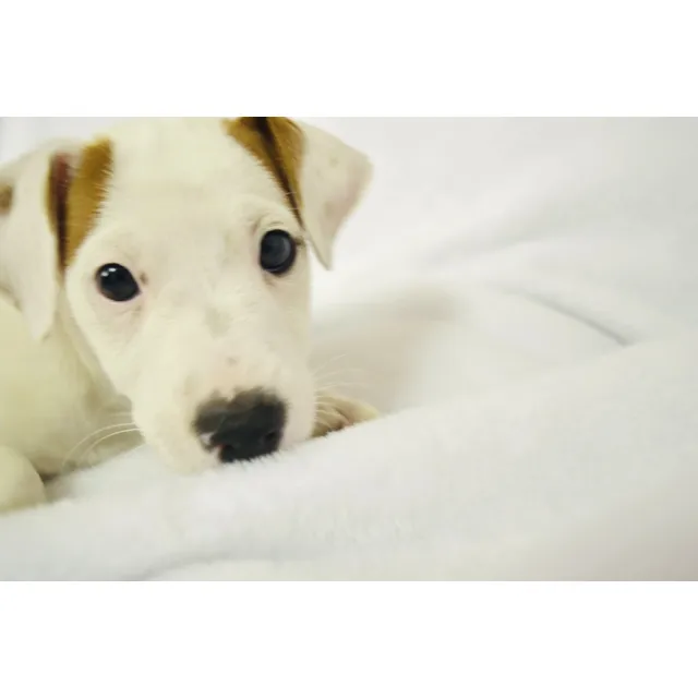 Jack Russel Terrier Macho De Pelaje Blanco