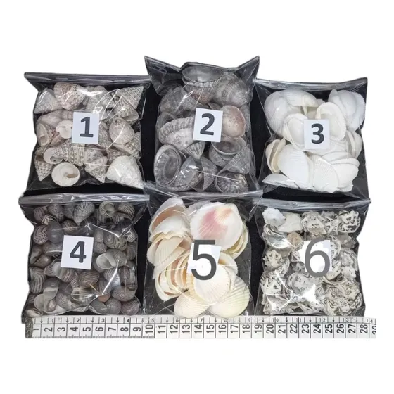 Caracoles Marinos X48 Bolsas 100 Gr Souvenir Pez Baño