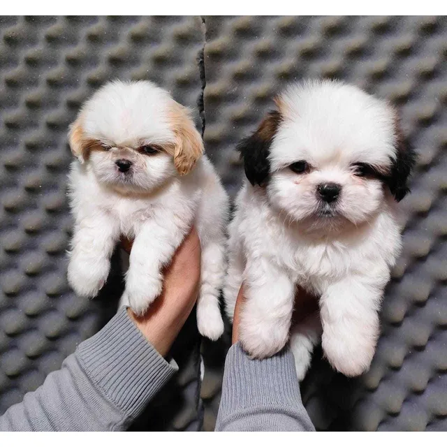 Cachorra Shih Tzu Hembra De 2 Meses, Pelaje Largo