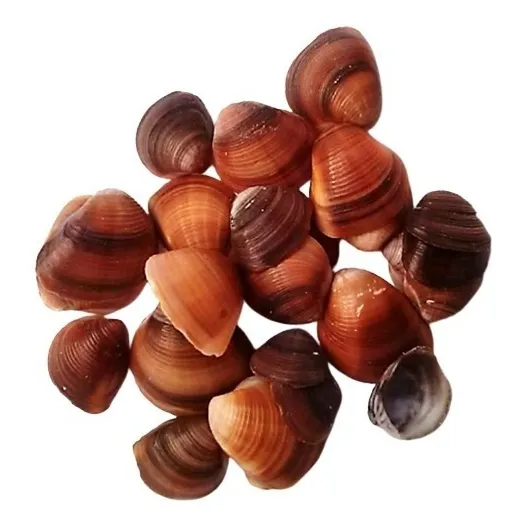Caracolas Y Conchas Marinas Para Velas De Gel - 24 Unidades