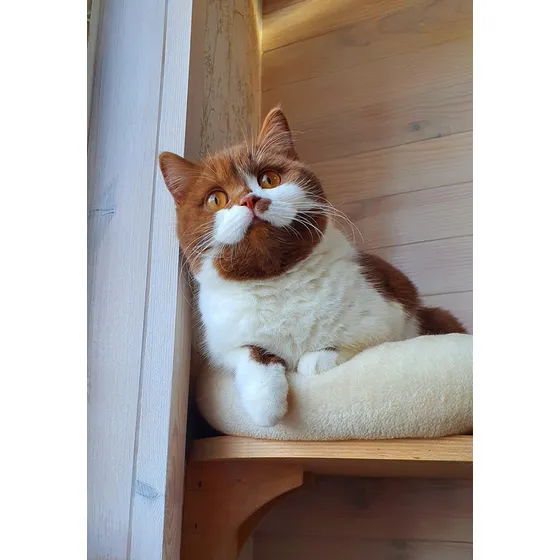 Filhotes Raça British Shorthair Bicolor Canela