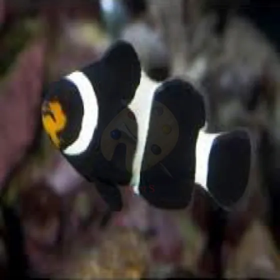 Peixe Palhaço Black Peq