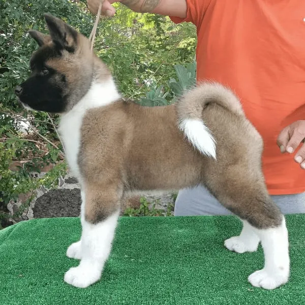 Cachorro Akita Americano Vacunados Y Desparasitados
