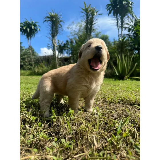 Golden Retriver Hembra Entrega 08 Junio 2025