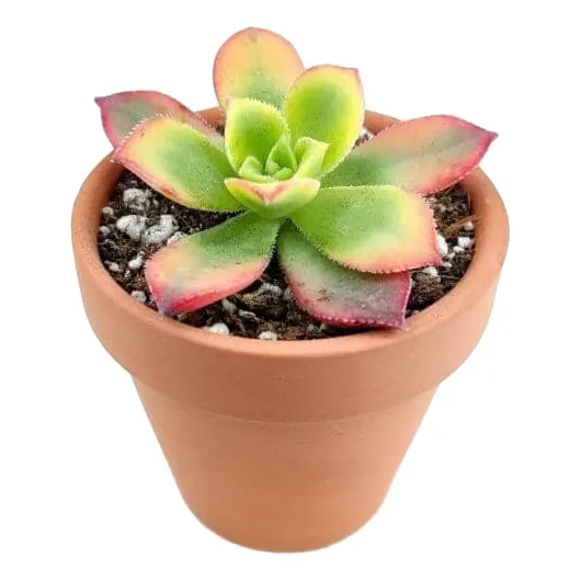 Aeonium Haworthii Suculenta Ornamental 
