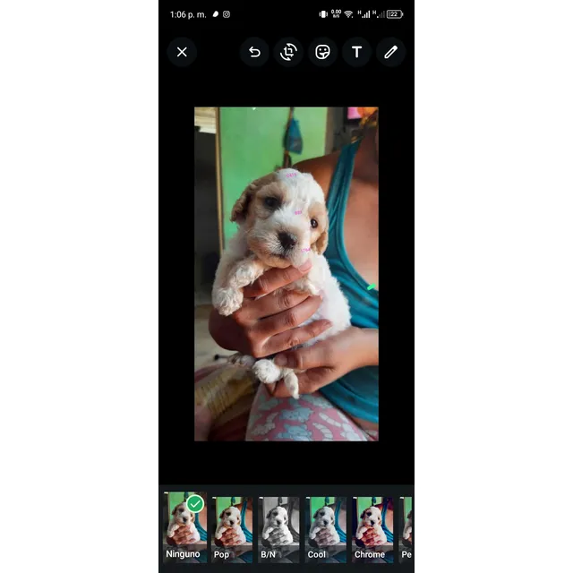 Cachorrita Poodle Mini Toy