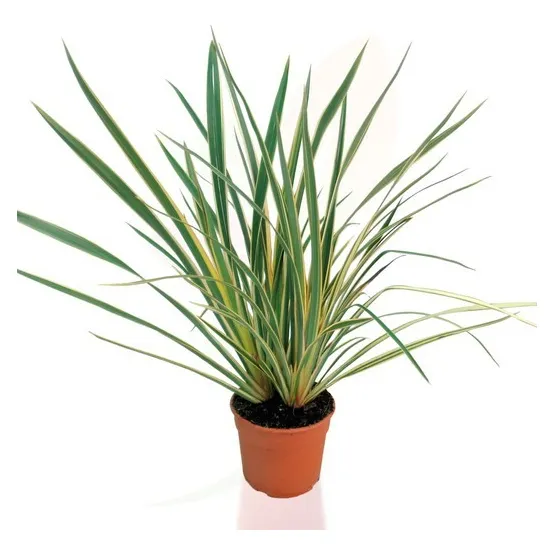 Formio Variegado Planta Exterior Envase 4 Litros