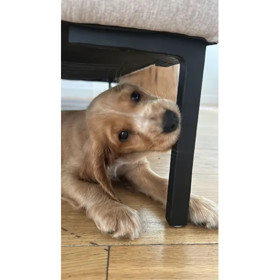 Cachorros Cocker Spaniel Ingles Bebes Hembra