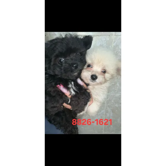 Pomeranian Cruze Dos Hembras