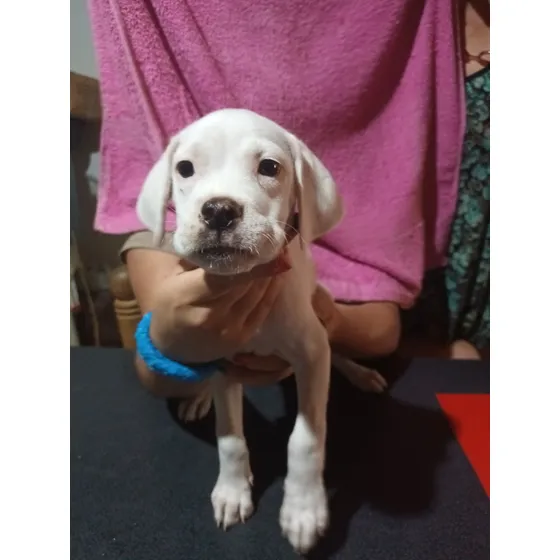 Perra Dogo Argentino 50 Días Desparasitada Y Vacunada