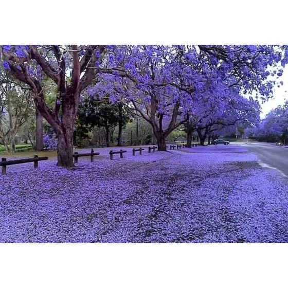 Jacaranda, Jacaranda Mimosifolia, 20 Semillas, Mp