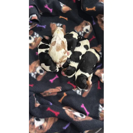 Cavalier King Charles Spaniel Fêmea