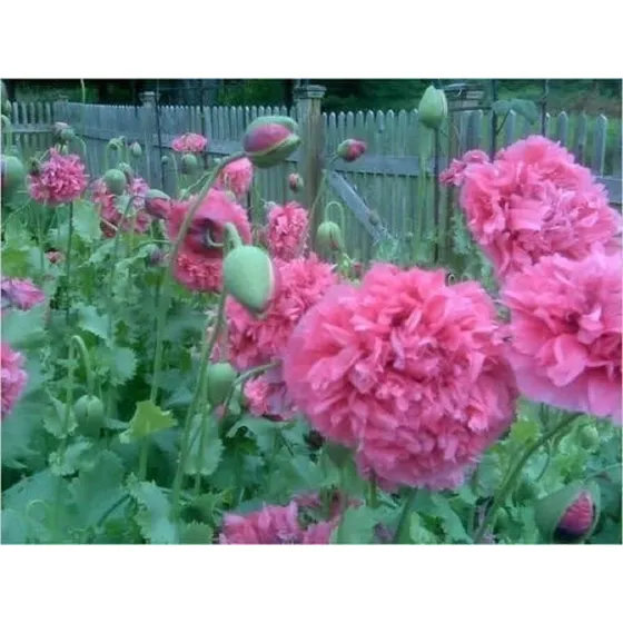 100 Semillas De Amapola Doble Rosada Ideal Huerta Jardin