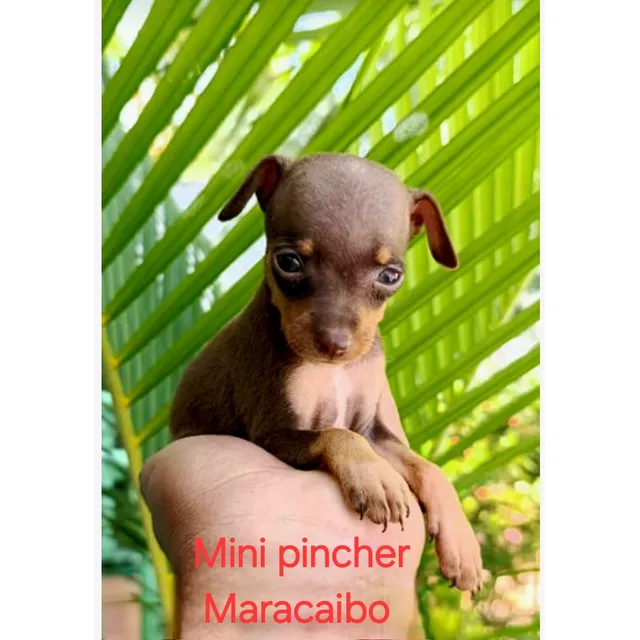 Cachorros Mini Pincher Hembra Y Macho