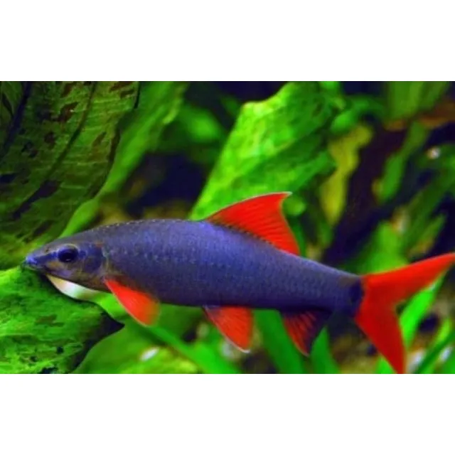 Labeo Bicolor