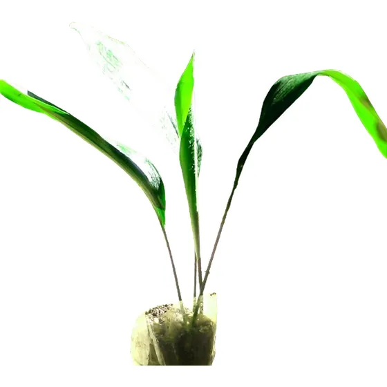 Planta De Interior Aspidistra Oreja De Burro