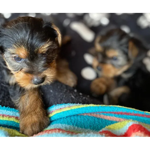Cachorro Yorkshire Terrier En Valparaiso