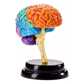 Modelo Anatómico Del Cerebro | Hu Teaching Tool Modelo Anatómico Del Cerebro | Hu Teaching Tool