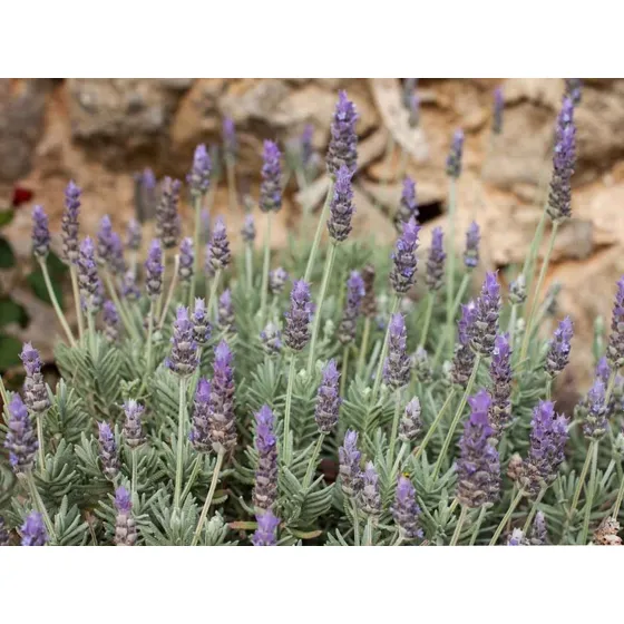 Semillas Flores Lavanda Francesa Lavandula Dentata .