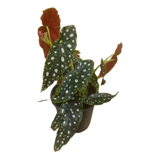 Begonia Maculata, Begonia, 1 Planta, 13 Cm.