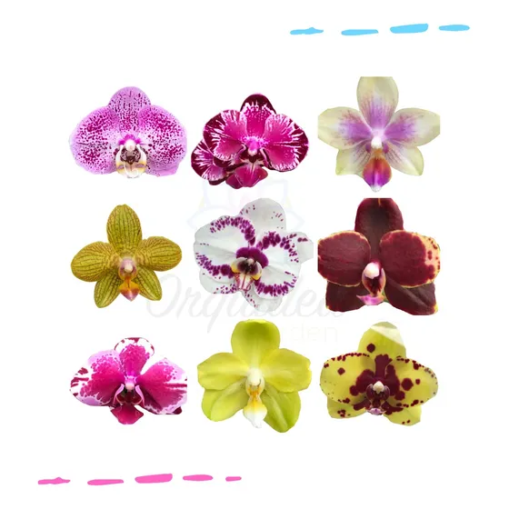 Pacote 10 Mudas De  Orquidea Phalaenopsis Lindas Frete Grati