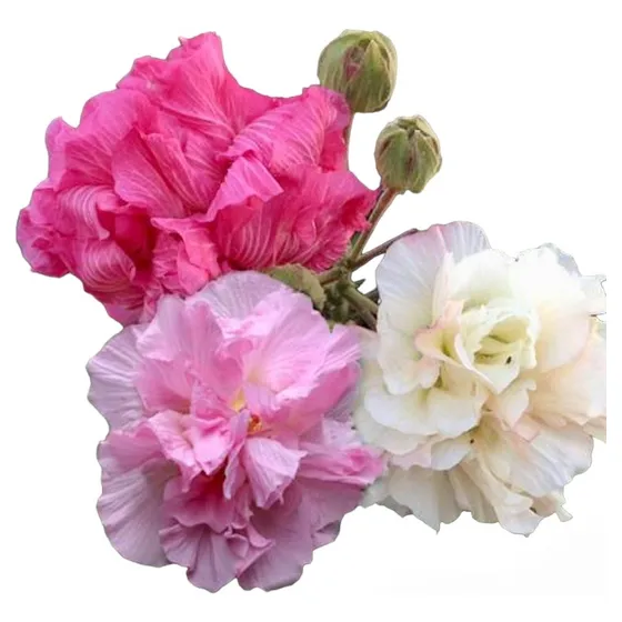 Rosa De Jerico / Hibiscus Mutabilis. Bellísima Floración.