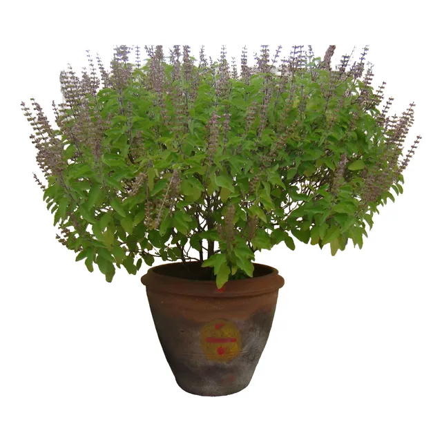 20 Sementes De Ocimum Sanctum Tulsi Manjericão Santo