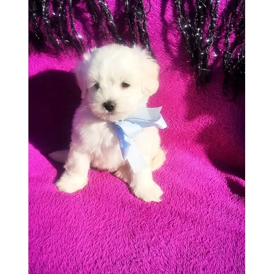 Cachorro Bichon Maltes Ef420mil Fotos Reales!!!