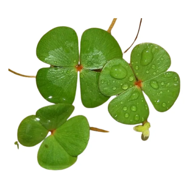 Marsilea Planta Estanque Acuatica Trebol 4 Hojas