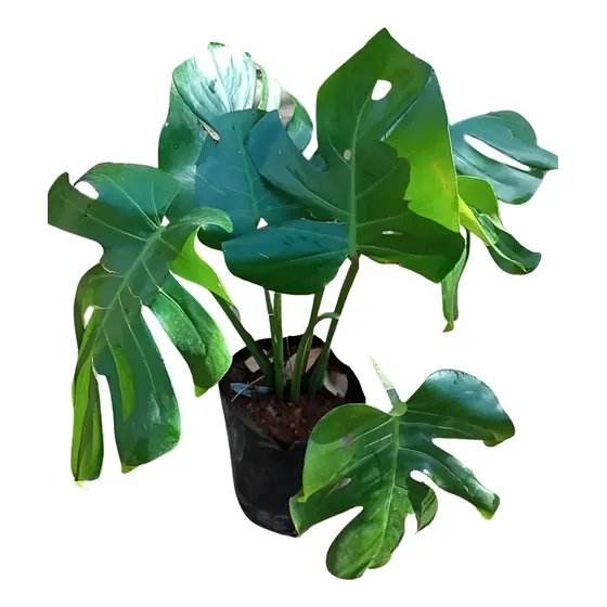 Muda De Costela De Adão Monstera