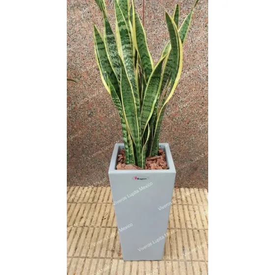 Planta Espada Del Rey, Lengua De Suegra O San Severia