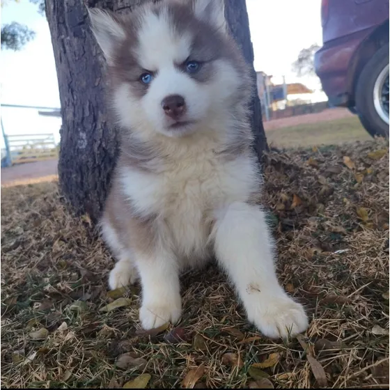 Lindissimos Filhotes De Husky Siberiano Branco/caramelo