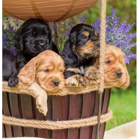 Cocker Pedigree F.c.a Microchip  Consultas!!!
