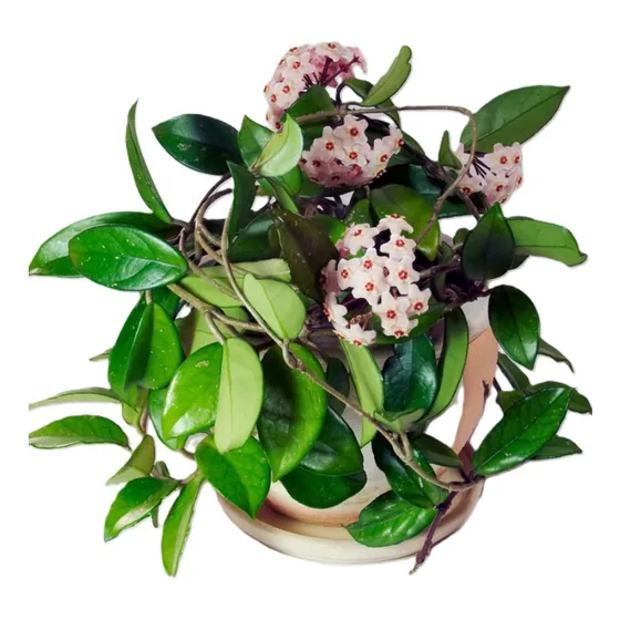 Sobre Para Sembrar 15 Plantas Trepadora Flor De Cera O Nacar