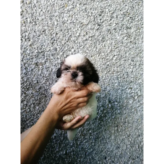 Shih Tzu