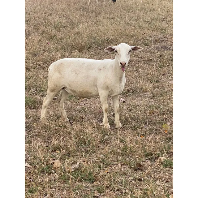 Ovejas White Dorper